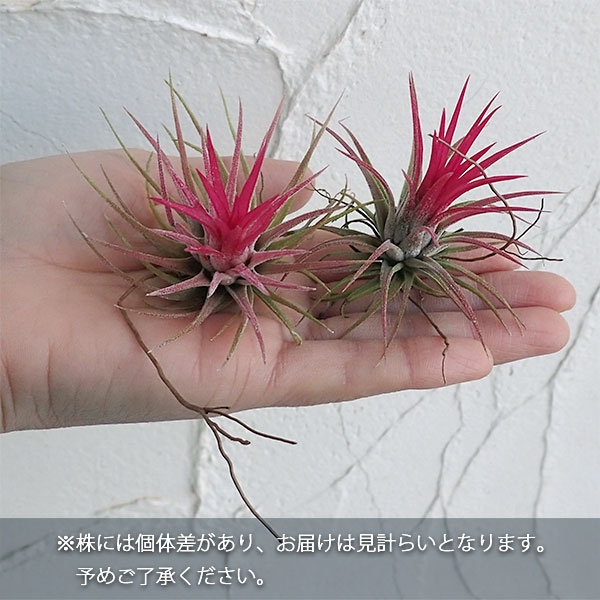 チランジア:イオナンタ フェゴ(花無し株)