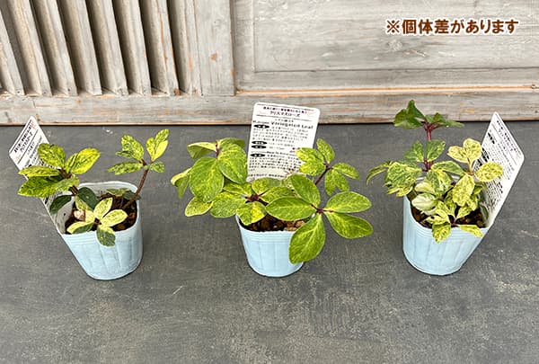 園芸ネット本店｜松村ナーセリーさんのクリスマスローズ（原種系