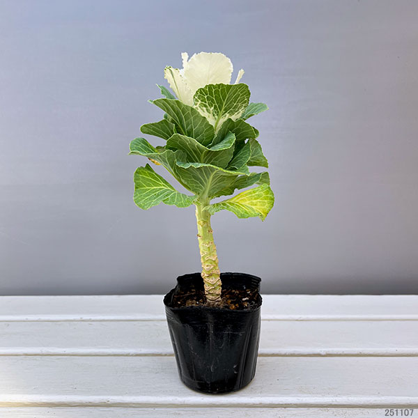 ハボタン:フレアホワイト3.5号ポット