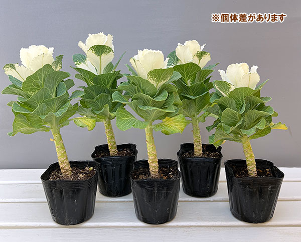 ハボタン:フレアホワイト3.5号ポット