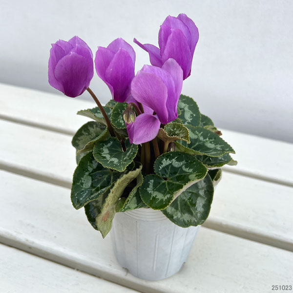 園芸ネット本店｜シクラメン：ブルージュエリーシリーズ3号ポット の