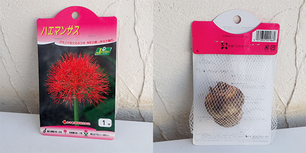 [26年3月中下旬予約]ハエマンサス：マルチフローラ（ムルチフローラ・赤花）1球入り