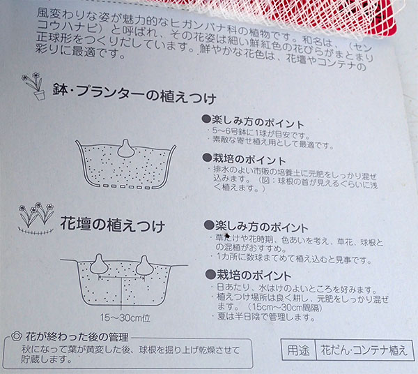 [26年3月中下旬予約]ハエマンサス：マルチフローラ（ムルチフローラ・赤花）1球入り