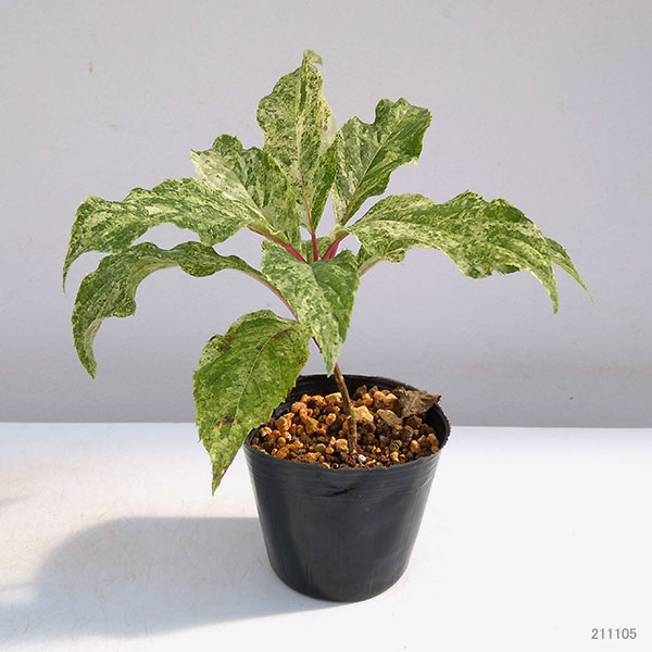 ノリウツギ（糊空木）：雪化粧（ユキゲショウ）4.5号ポット