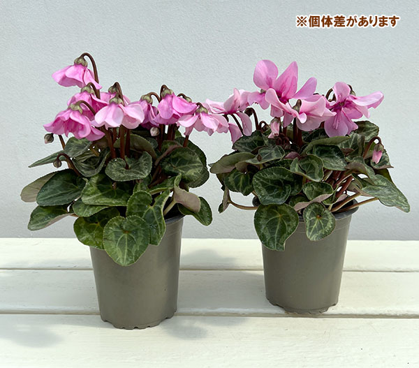 シクラメン：ペチコート　ライトウィズアイ3号ロングポット