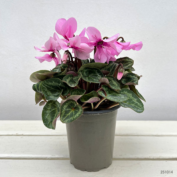 シクラメン：ペチコート　ライトウィズアイ3号ロングポット