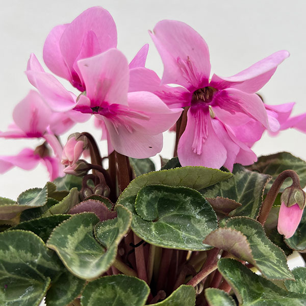 シクラメン：ペチコート　ライトウィズアイ3号ロングポット