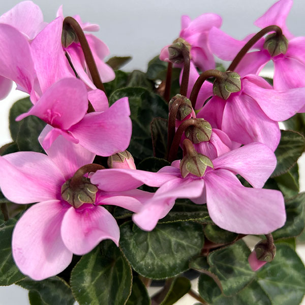 シクラメン：ペチコート　ライトウィズアイ3号ロングポット