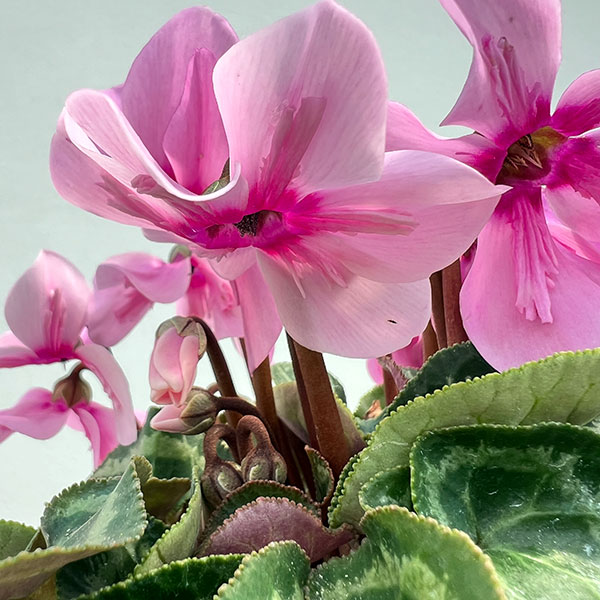 シクラメン：ペチコート　ライトウィズアイ3号ロングポット