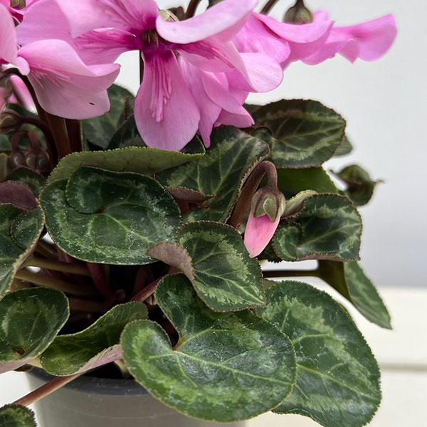 シクラメン：ペチコート　ライトウィズアイ3号ロングポット