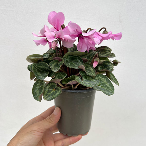 シクラメン：ペチコート　ライトウィズアイ3号ロングポット