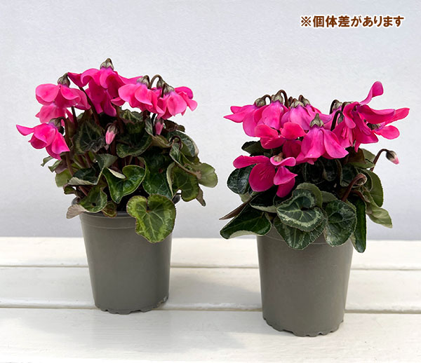 シクラメン:ペチコート ネオンピンク3号ロングポット