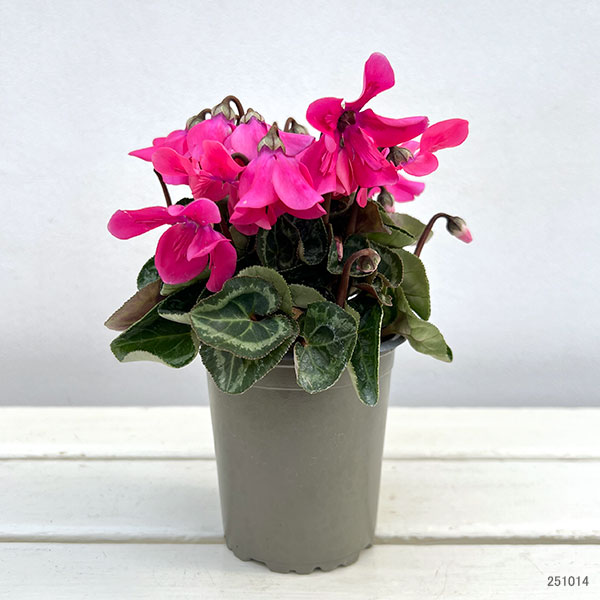 シクラメン:ペチコート ネオンピンク3号ロングポット