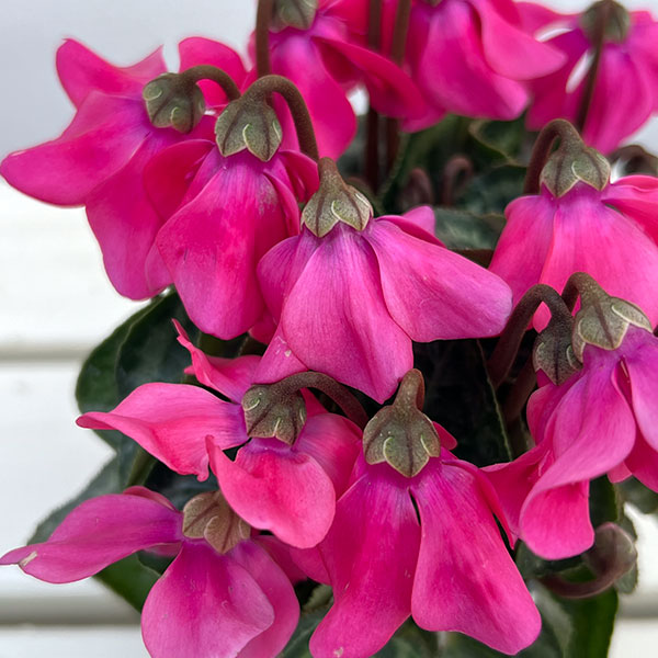 シクラメン:ペチコート ネオンピンク3号ロングポット