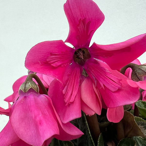 シクラメン:ペチコート ネオンピンク3号ロングポット