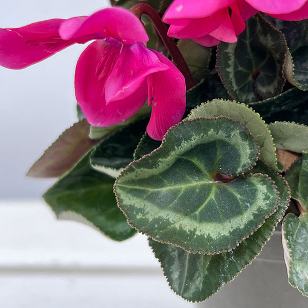 シクラメン:ペチコート ネオンピンク3号ロングポット