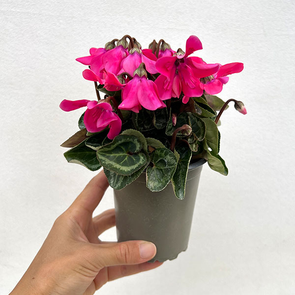 シクラメン:ペチコート ネオンピンク3号ロングポット