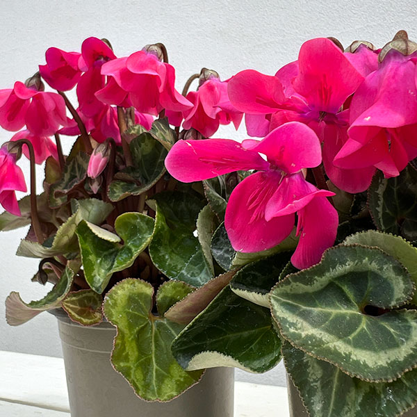 シクラメン:ペチコート ネオンピンク3号ロングポット