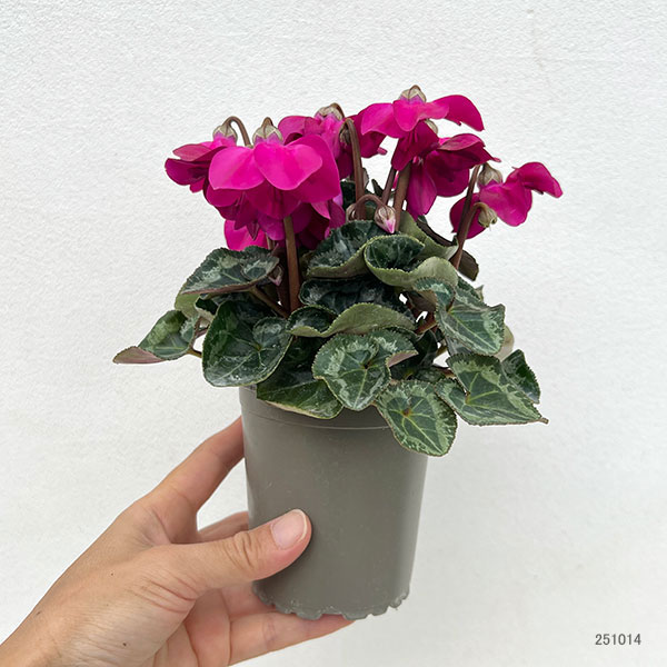 シクラメン：ペチコート　ダークバイオレット3号ロングポット