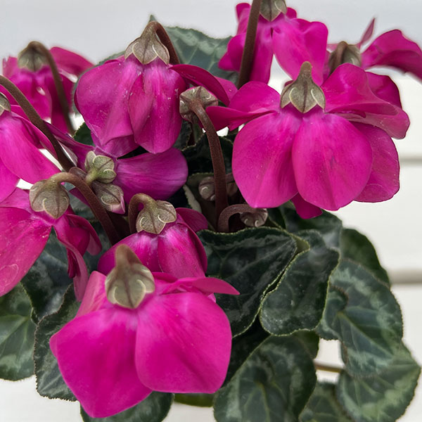 シクラメン：ペチコート　ダークバイオレット3号ロングポット