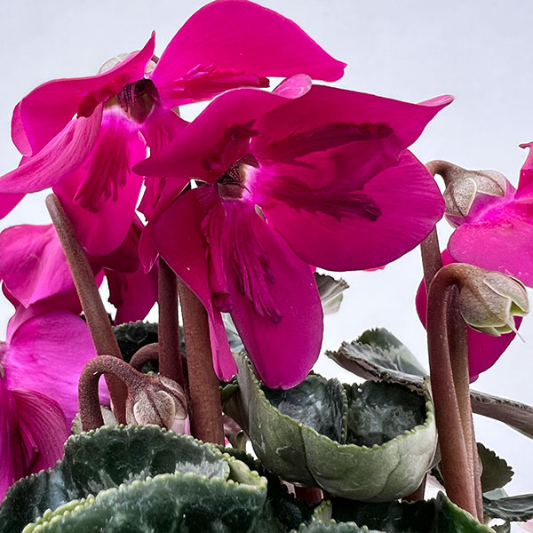 シクラメン：ペチコート　ダークバイオレット3号ロングポット