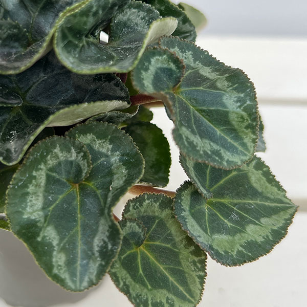 シクラメン：ペチコート　ダークバイオレット3号ロングポット