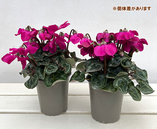 シクラメン：ペチコート　ダークバイオレット3号ロングポット