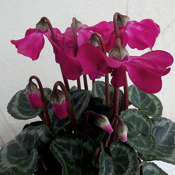 シクラメン：ペチコート　ダークバイオレット3号ロングポット