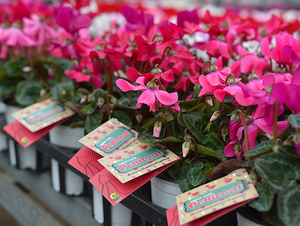 シクラメン：ペチコート　ダークバイオレット3号ロングポット