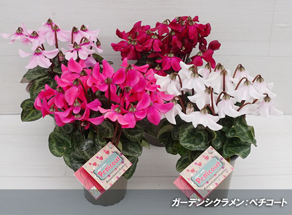 シクラメン：ペチコート　ダークバイオレット3号ロングポット