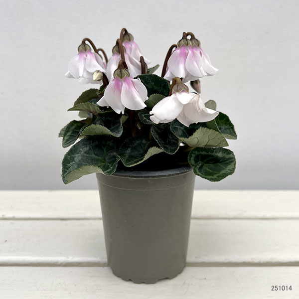 シクラメン：ペチコート　ホワイト3号ロングポット