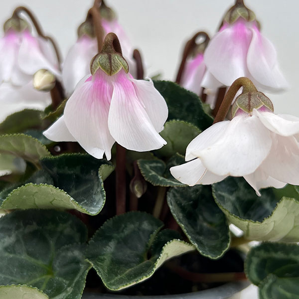 シクラメン：ペチコート　ホワイト3号ロングポット