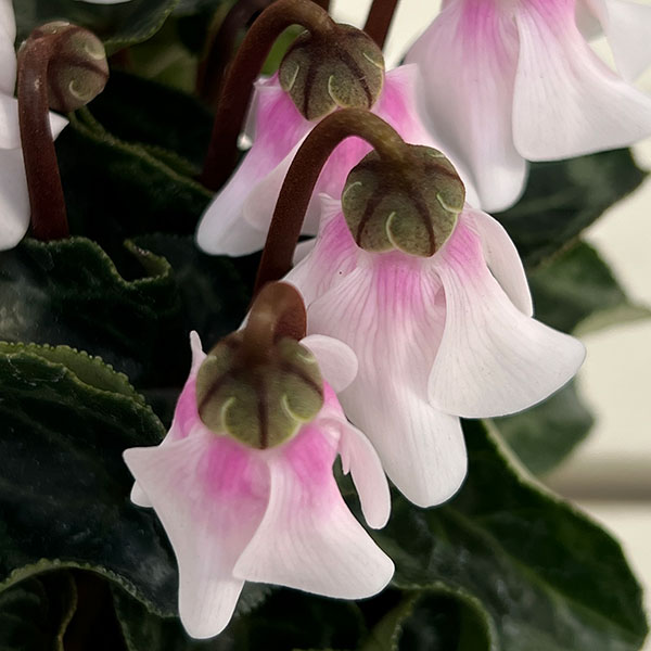 シクラメン：ペチコート　ホワイト3号ロングポット