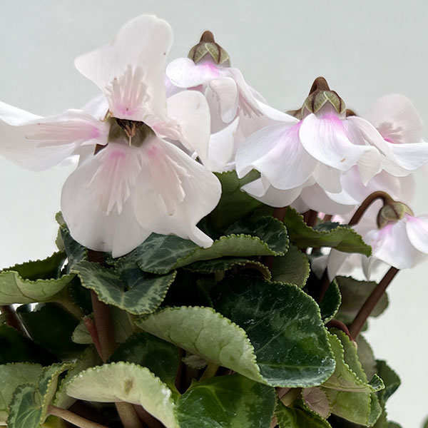 シクラメン：ペチコート　ホワイト3号ロングポット