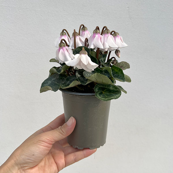 シクラメン：ペチコート　ホワイト3号ロングポット