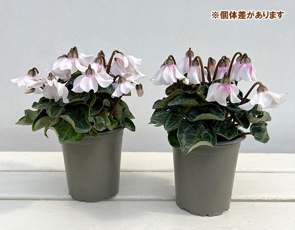 シクラメン：ペチコート　ホワイト3号ロングポット