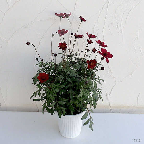 チョコレートコスモス:ノエルルージュ5号鉢植え