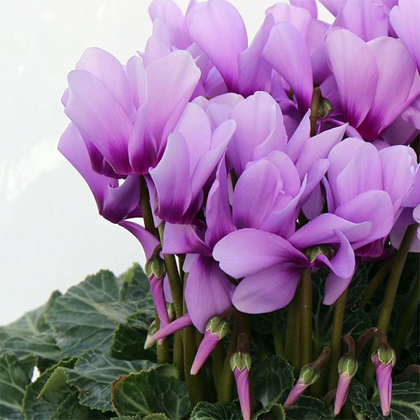 シクラメン：そら5号鉢植え