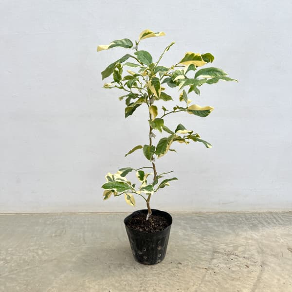 レモン（斑入り）：ピンクレモネード5号ポット