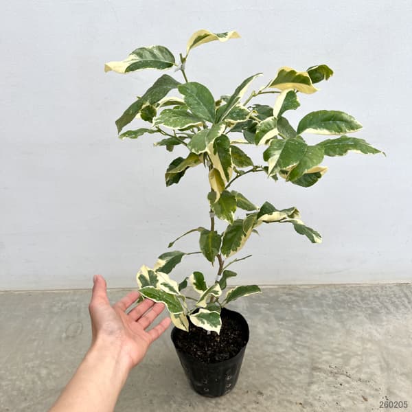 レモン（斑入り）：ピンクレモネード5号ポット