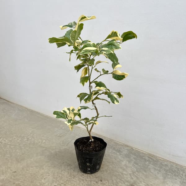 レモン（斑入り）：ピンクレモネード5号ポット