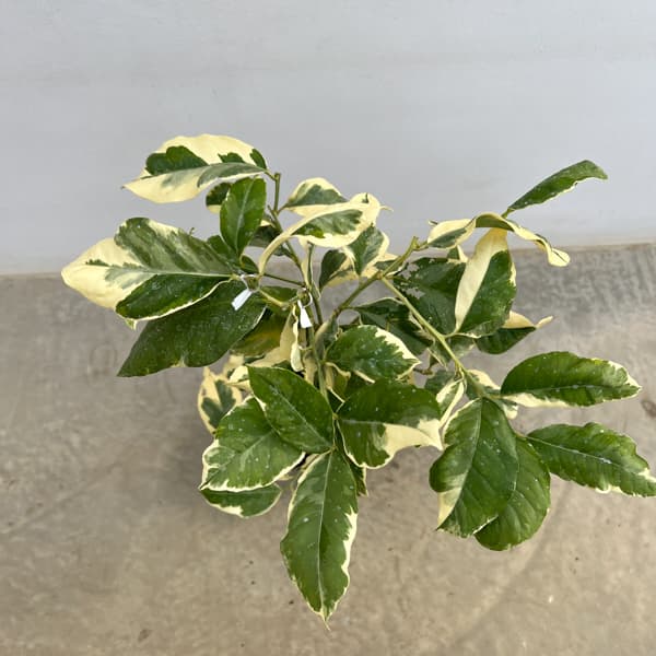 レモン（斑入り）：ピンクレモネード5号ポット