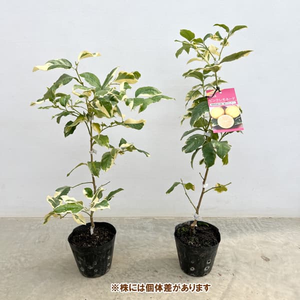 レモン（斑入り）：ピンクレモネード5号ポット