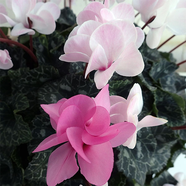 園芸ネット本店｜シクラメン（八重咲き）：ウインク シャワーピンク5号