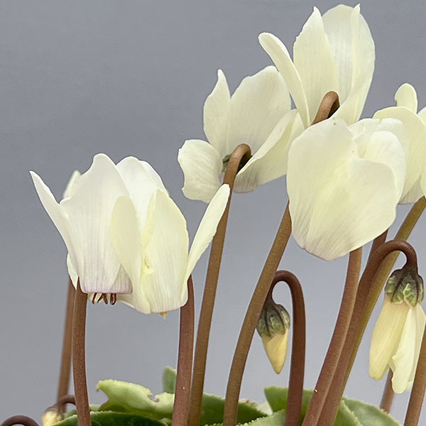 ミニシクラメン：マイクロゴールデンボーイ3号ポット