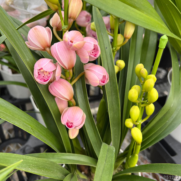 テーブルシンビジウム：森の精のぞみ2本立ち5号鉢植え（皿付き）