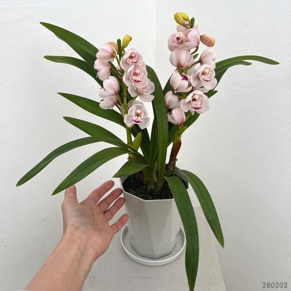 テーブルシンビジウム：森の精のぞみ2本立ち5号鉢植え（皿付き）