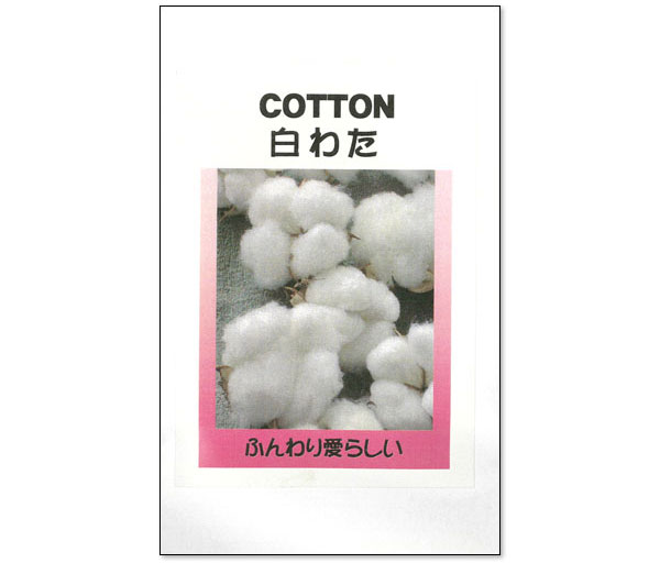 ワタ：白わた（綿・コットン）の種[ドライフラワー、手芸に！　春まき　タネ]