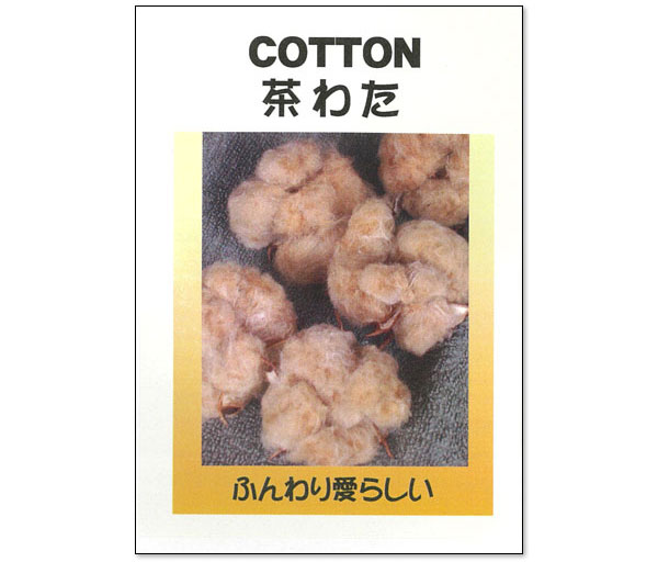 ワタ：茶わた（綿・コットン）の種[ドライフラワー、手芸に！　春まき　タネ]