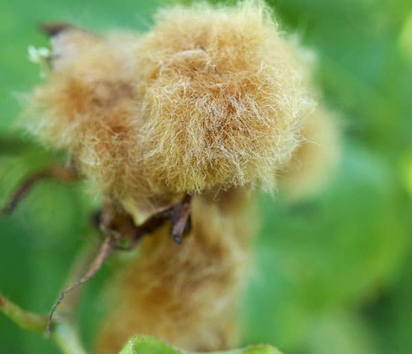 ワタ：茶わた（綿・コットン）の種[ドライフラワー、手芸に！　春まき　タネ]